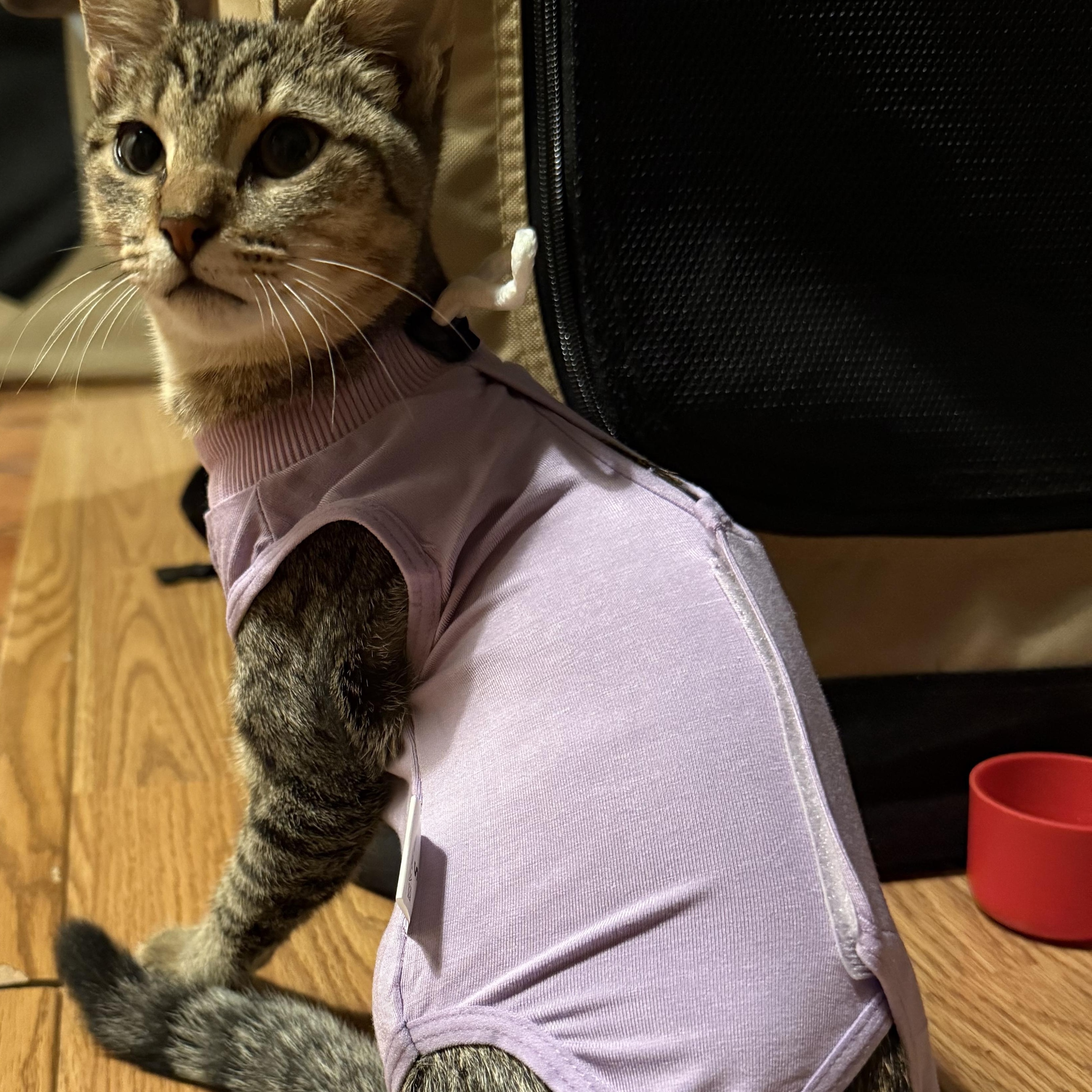 Ruby, a Adoptable Domestic Short Hair in Kissimmee, FL image 2/3