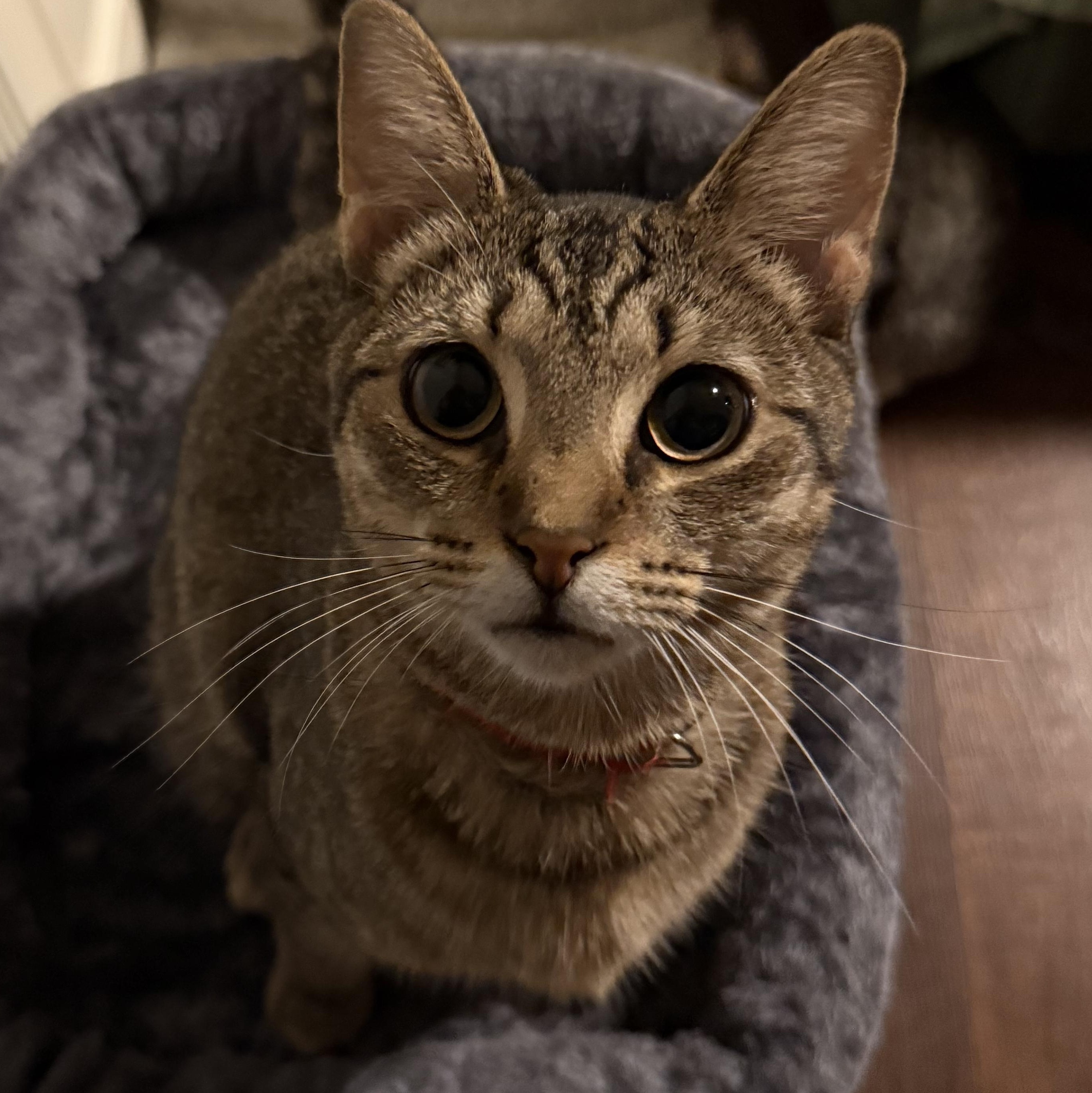 Ruby, Adoptable, Kitten Female Domestic Short Hair.