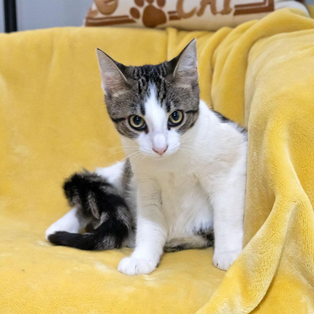 Chicken, Adoptable, Young Female Domestic Short Hair.