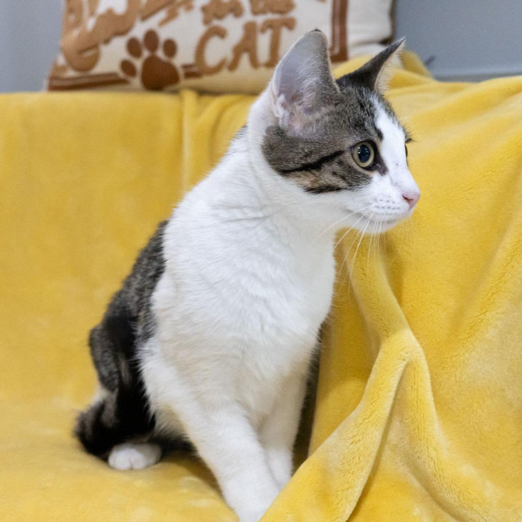 Enlarge Chicken, a Adoptable Domestic Short Hair in McKean, PA image 2/6