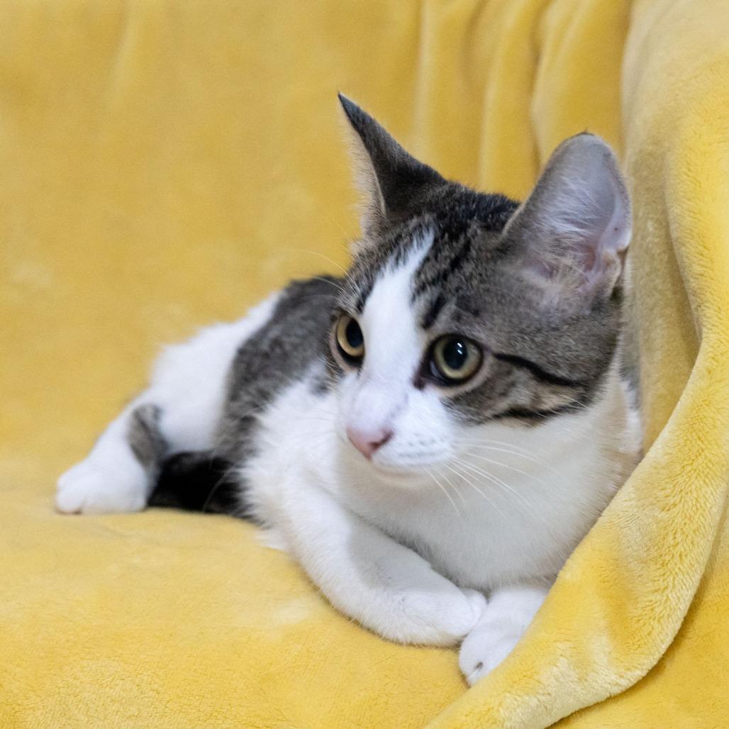 Enlarge Chicken, a Adoptable Domestic Short Hair in McKean, PA image 3/6