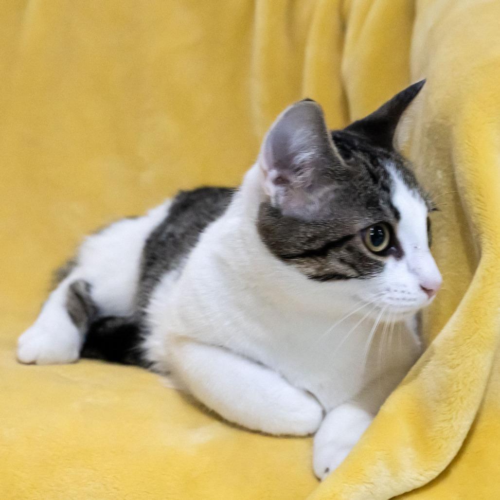 Enlarge Chicken, a Adoptable Domestic Short Hair in McKean, PA image 4/6