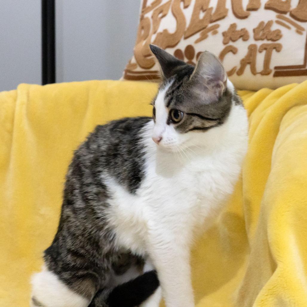 Enlarge Chicken, a Adoptable Domestic Short Hair in McKean, PA image 5/6