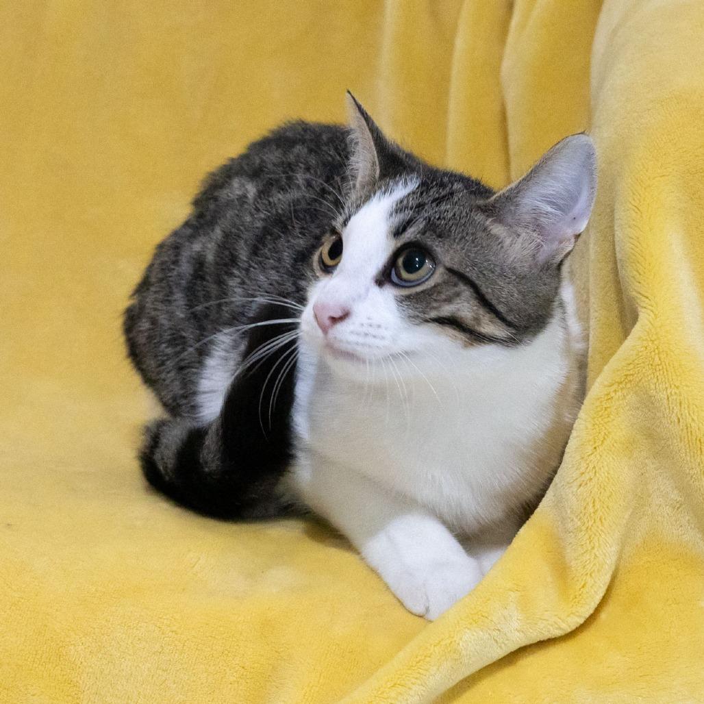 Enlarge Chicken, a Adoptable Domestic Short Hair in McKean, PA image 6/6