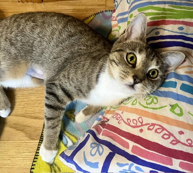 Tigerlily, a ADOPTABLE mixed breed in Rocky Hill, CT image 2/6