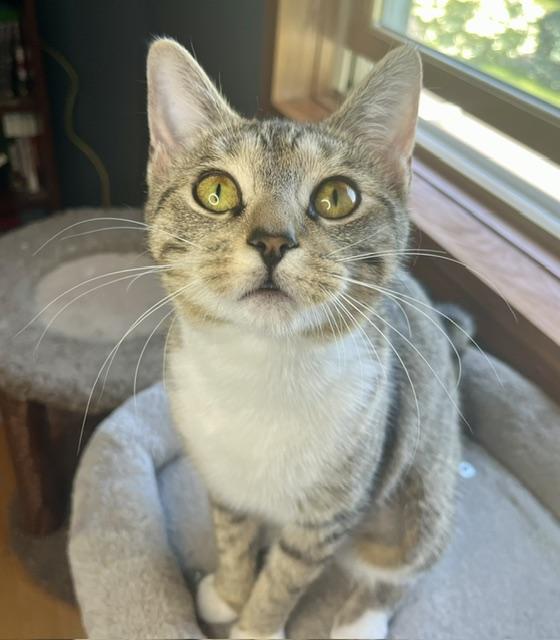 Tigerlily, a ADOPTABLE mixed breed in Rocky Hill, CT image 6/6