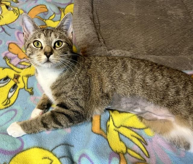 Tigerlily, a ADOPTABLE mixed breed in Rocky Hill, CT image 5/6
