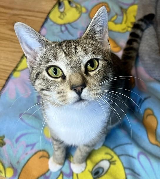 Tigerlily, ADOPTABLE, Young Female Domestic Short Hair.