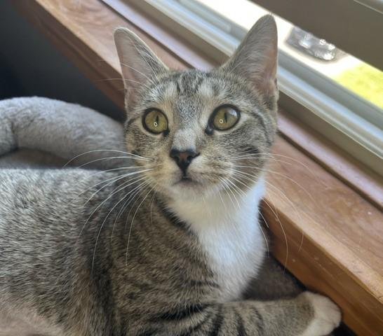 Tigerlily, a ADOPTABLE mixed breed in Rocky Hill, CT image 3/6