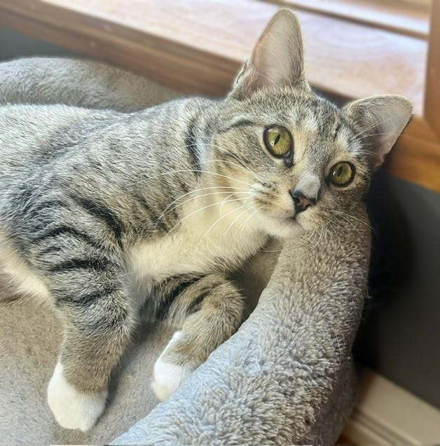 Tigerlily, a ADOPTABLE mixed breed in Rocky Hill, CT image 4/6