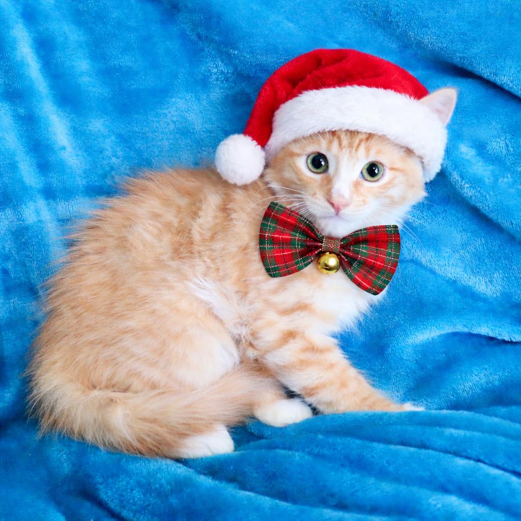 Yellowstone thumbnail 2