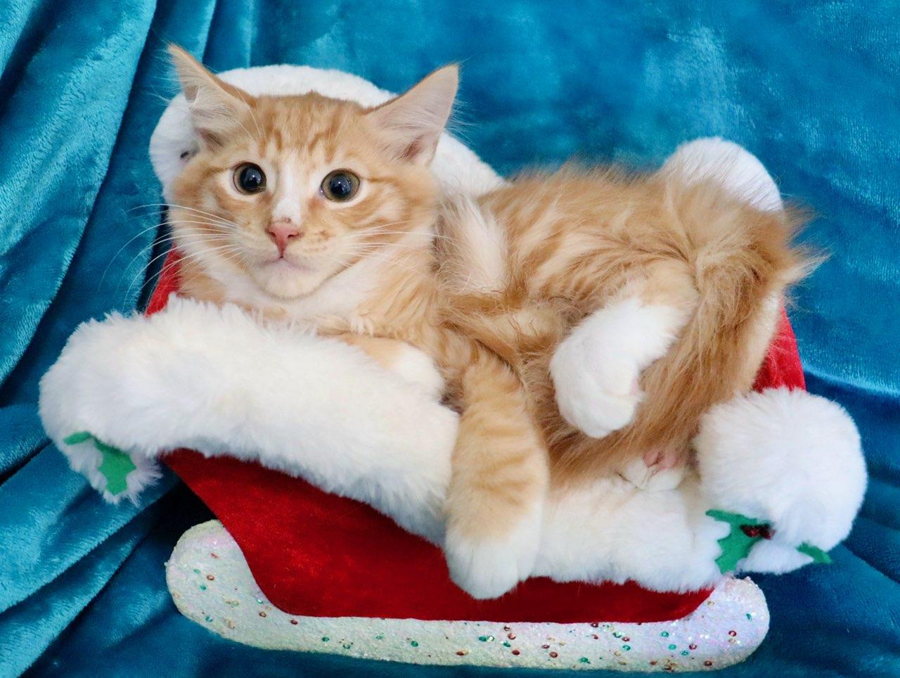 Yellowstone thumbnail 3