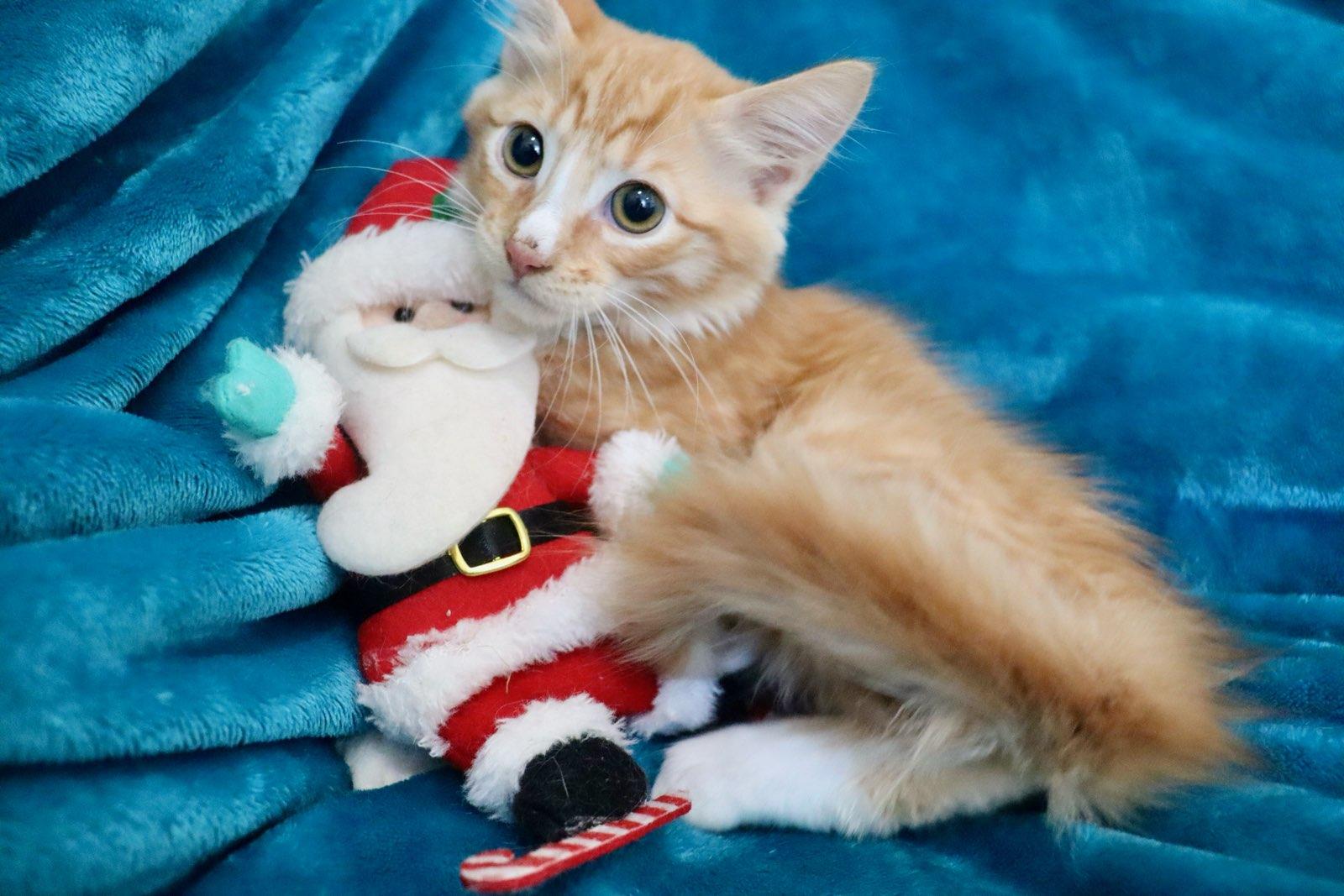 Yellowstone thumbnail 4