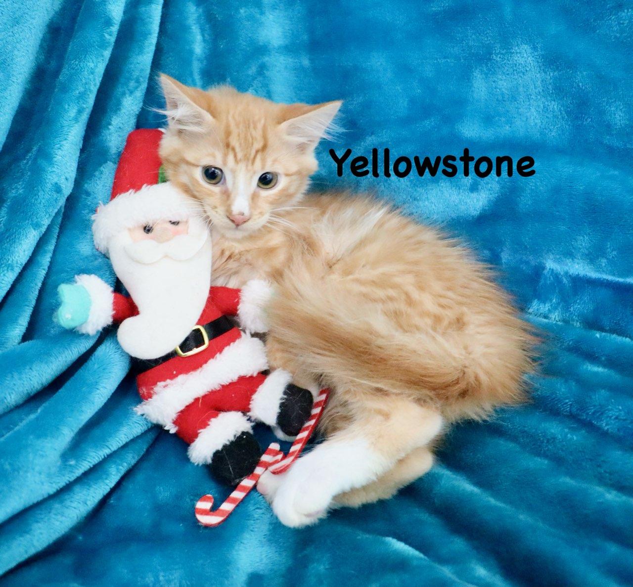 Yellowstone thumbnail 6