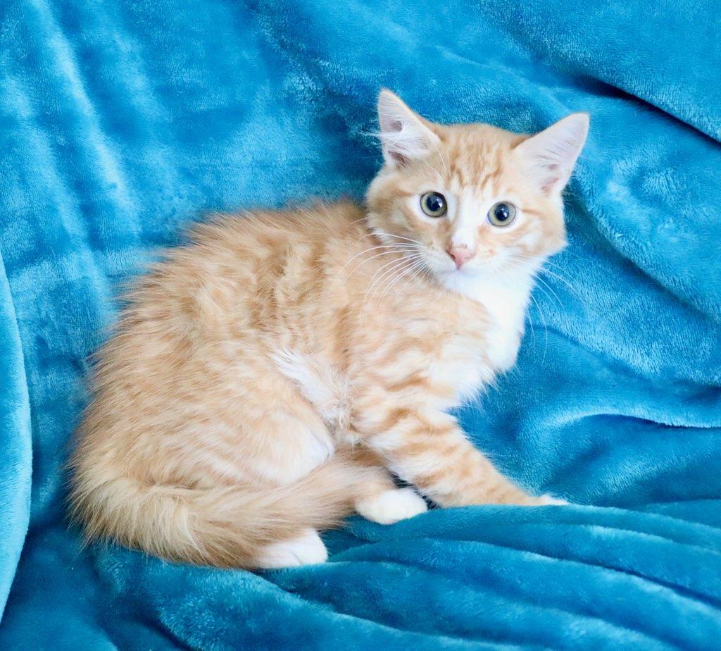 Yellowstone thumbnail 7