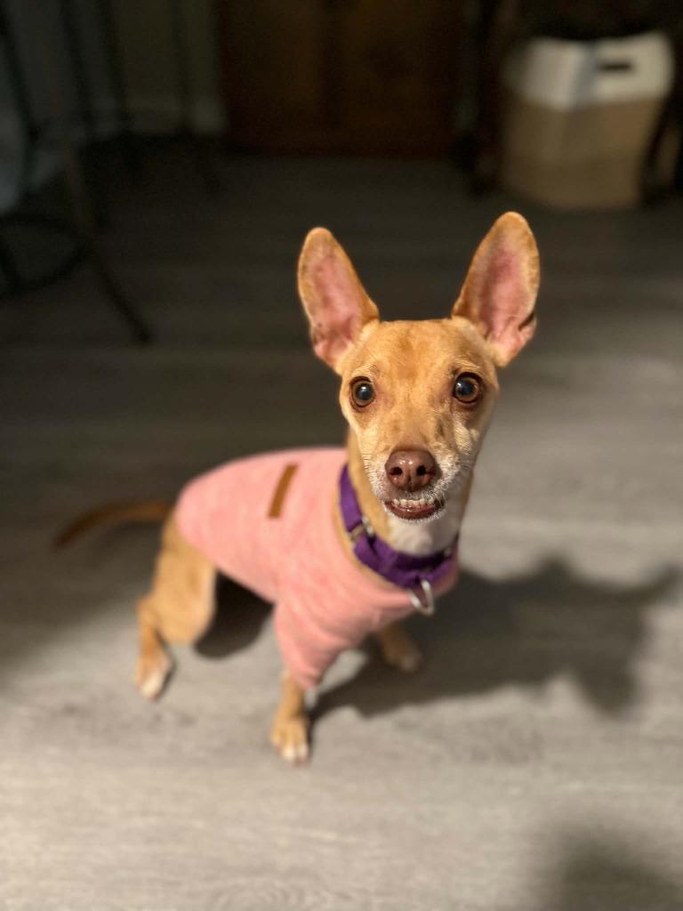 Riley Jade, a Adoptable mixed breed in Raleigh, NC image 2/6