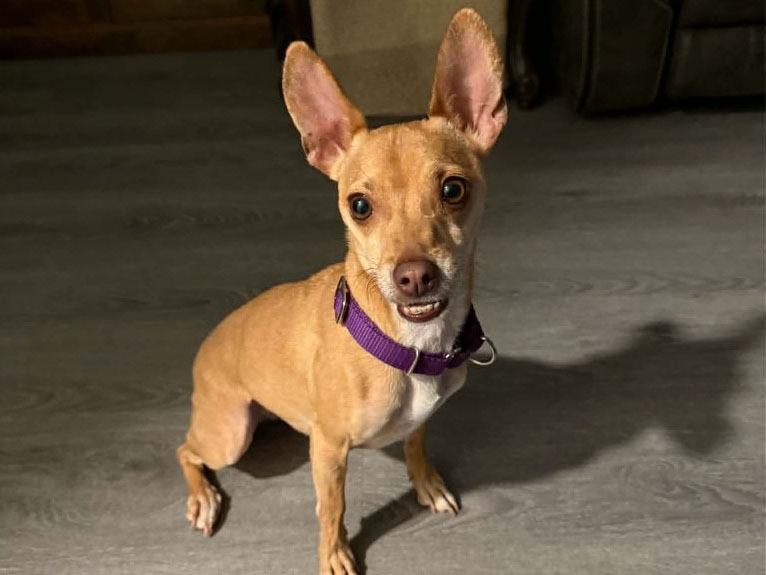 Riley Jade, a Adoptable mixed breed in Raleigh, NC image 3/6