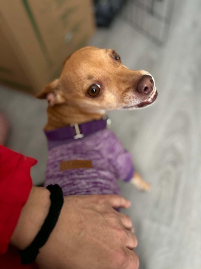 Riley Jade, a Adoptable mixed breed in Raleigh, NC image 4/6