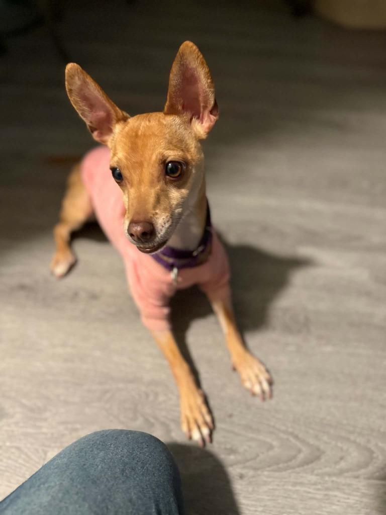 Riley Jade, a Adoptable mixed breed in Raleigh, NC image 5/6