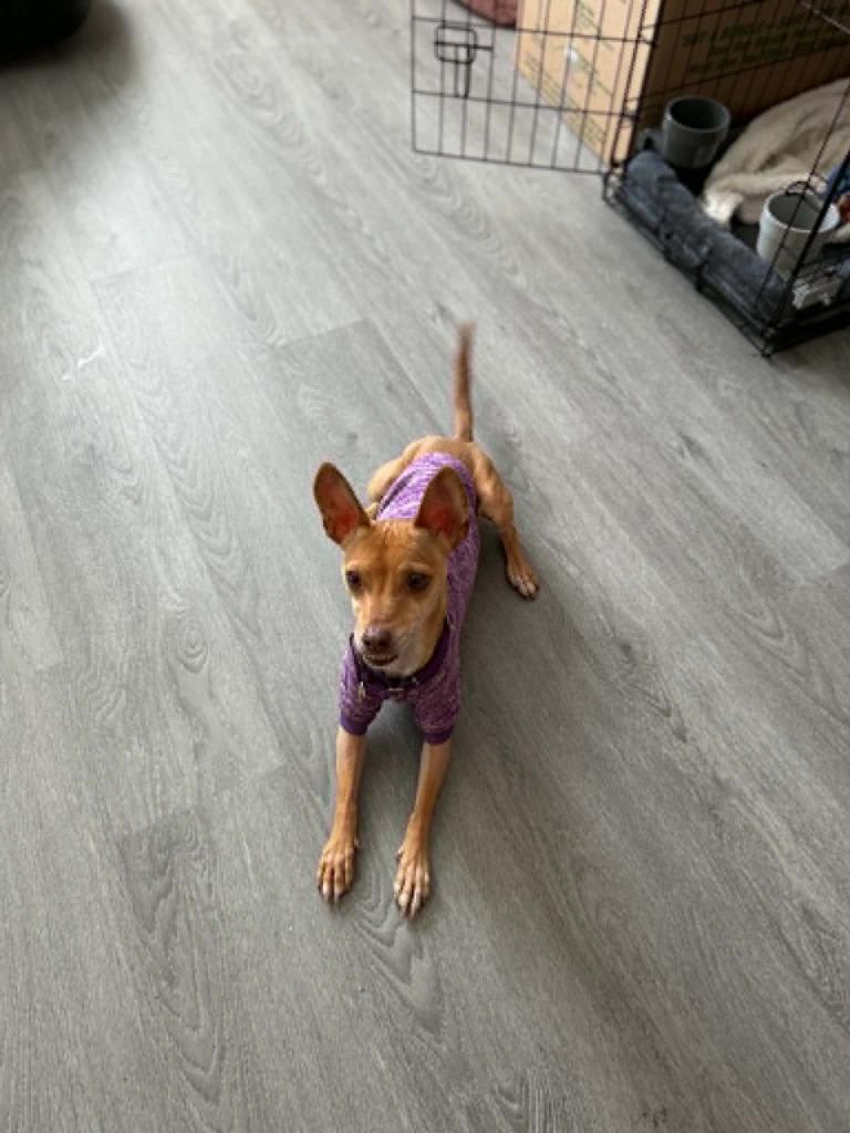Riley Jade, a Adoptable mixed breed in Raleigh, NC image 6/6