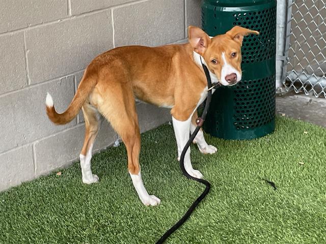 Enlarge BAILEE, a Adoptable mixed breed in Baytown, TX image 1/1