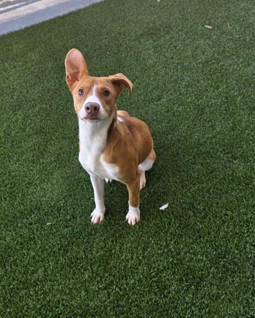 Enlarge BAILEE, a Adoptable mixed breed in Baytown, TX image 1/1