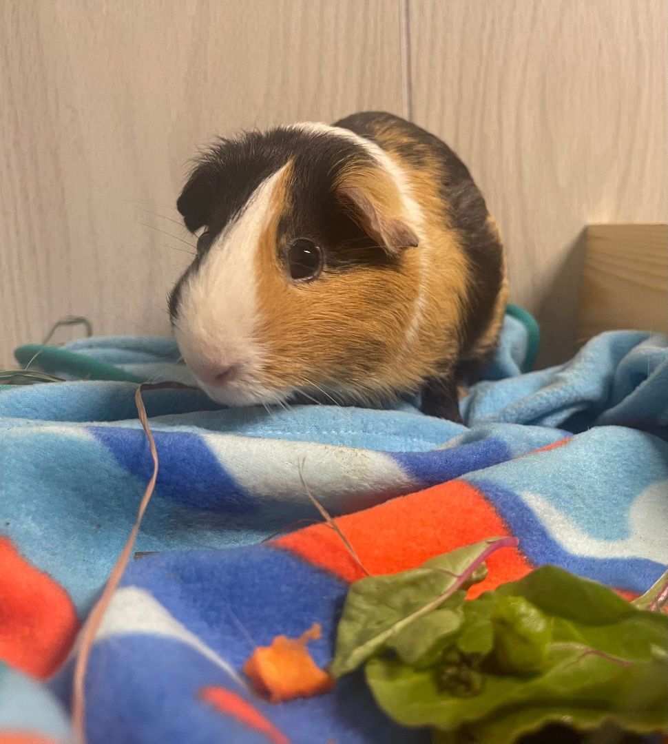 Pig Newton, a Adoptable Guinea Pig in Troy, AL image 1/4