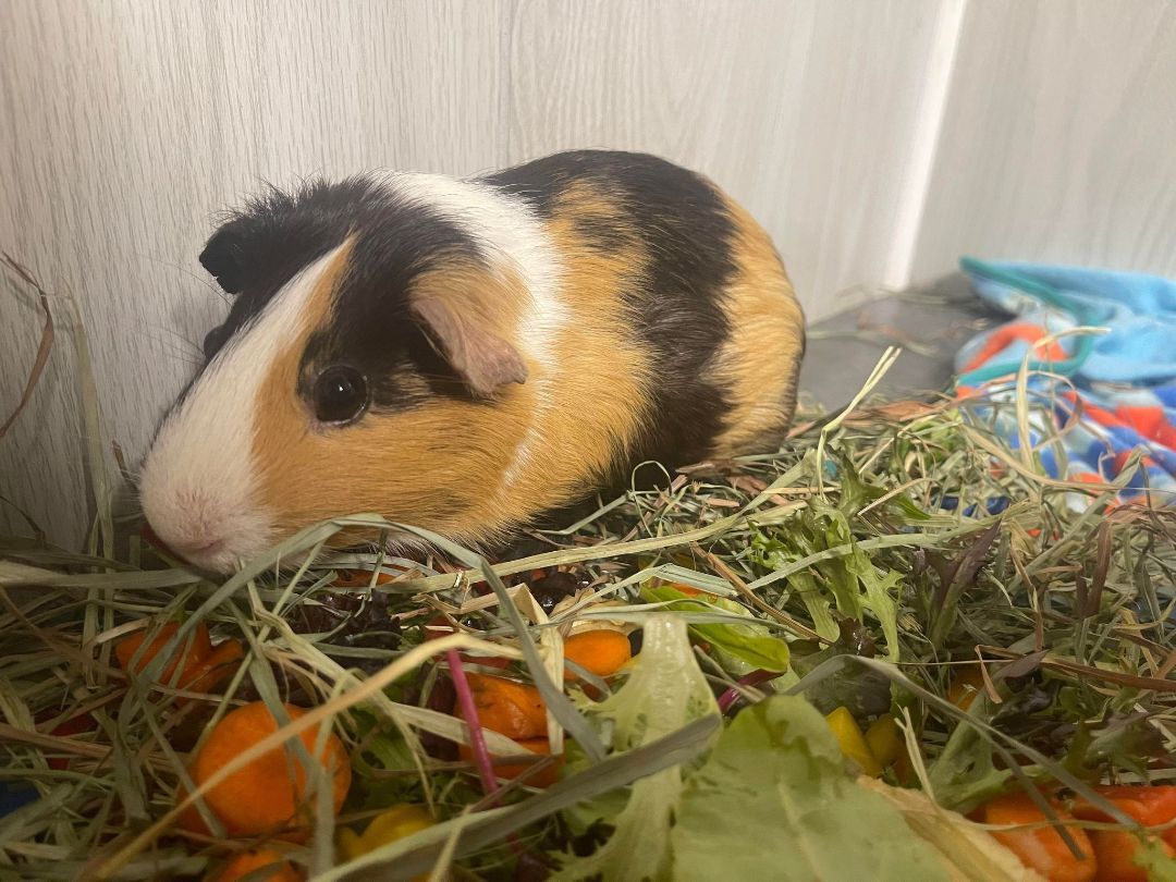 Pig Newton, a Adoptable Guinea Pig in Troy, AL image 2/4
