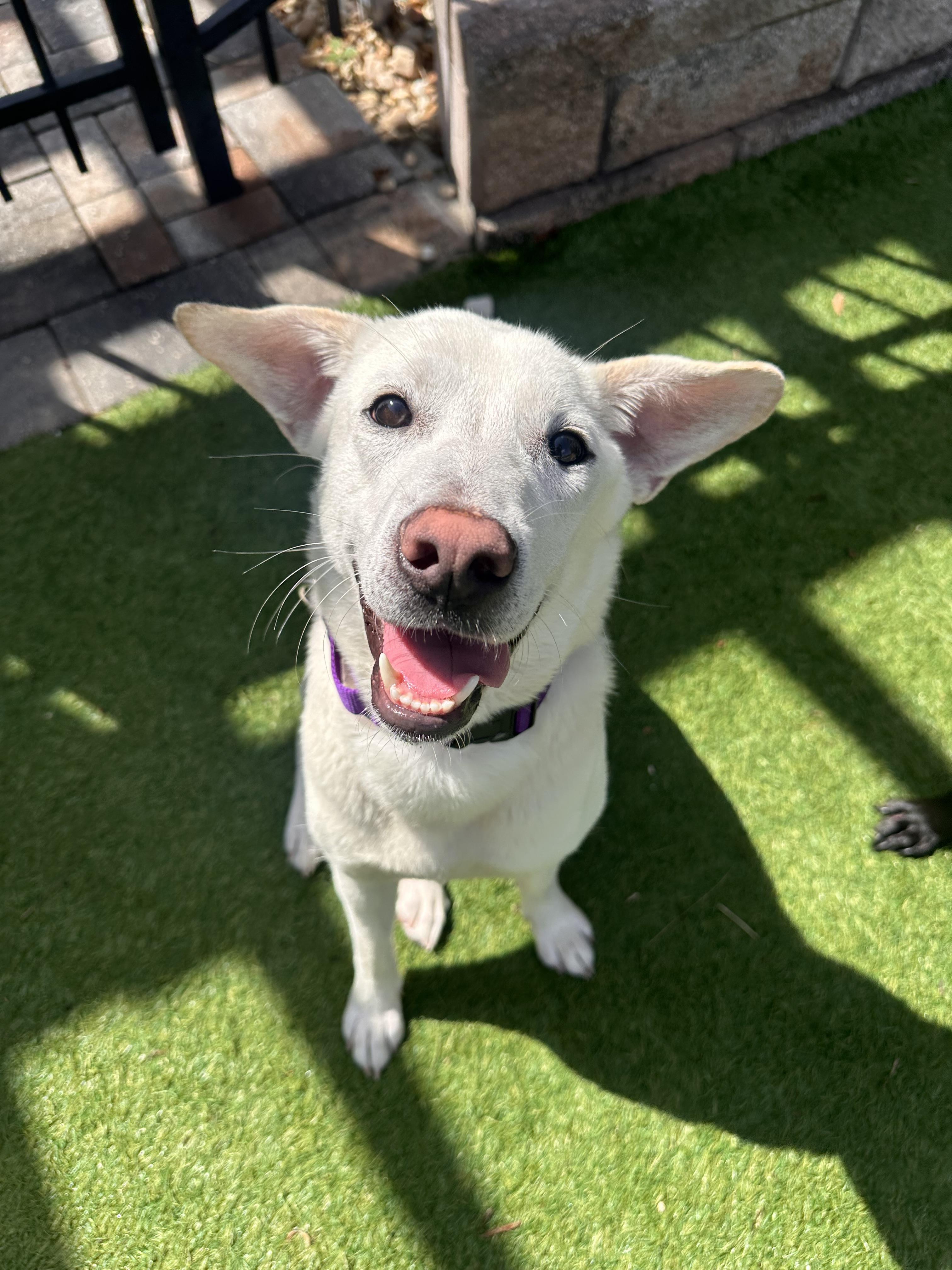 Enlarge Macy, a ADOPTABLE mixed breed in tampa, FL image 2/2