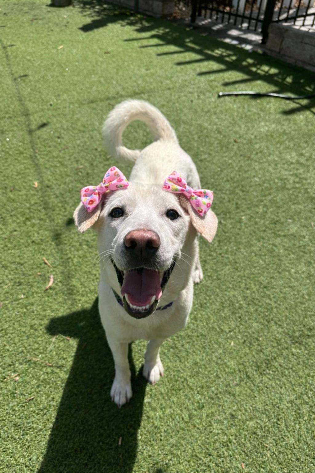 Enlarge Macy, a ADOPTABLE mixed breed in tampa, FL image 1/2