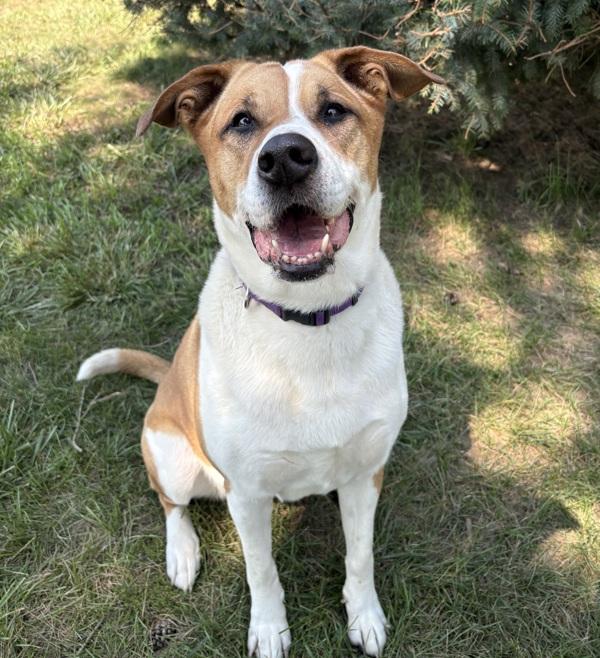 Mya, Adoptable, Adult Female Border Collie & Labrador Retriever.