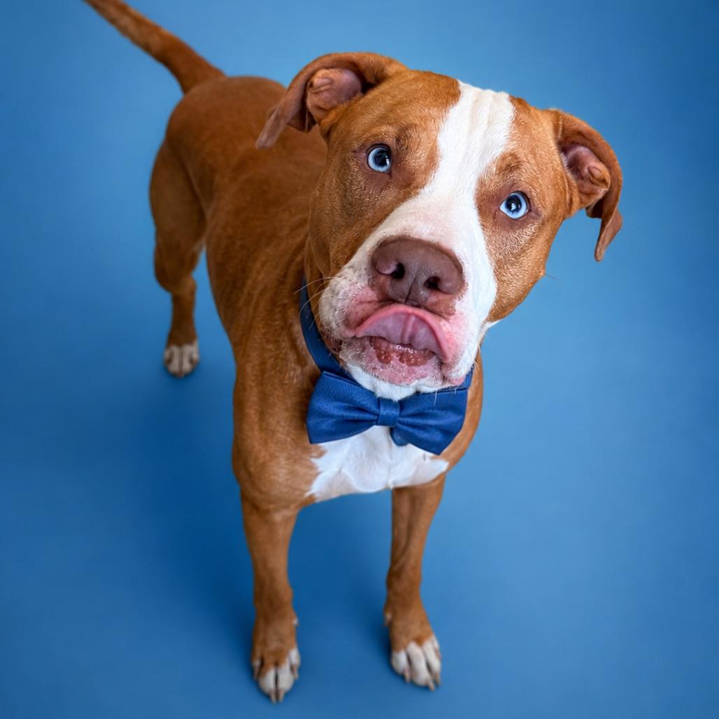 Tuck, a Adoptable mixed breed in Binghamton, NY image 1/4