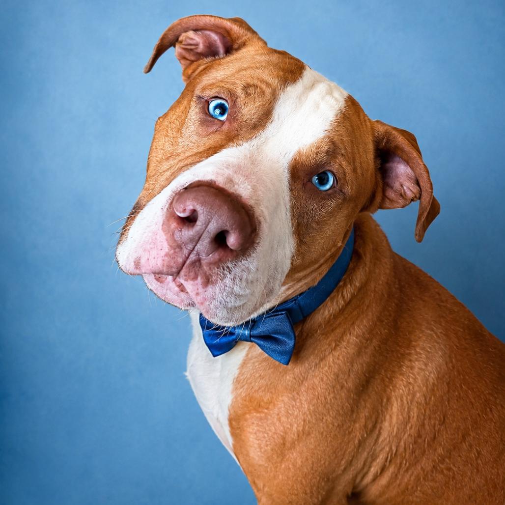 Tuck, a Adoptable mixed breed in Binghamton, NY image 2/4