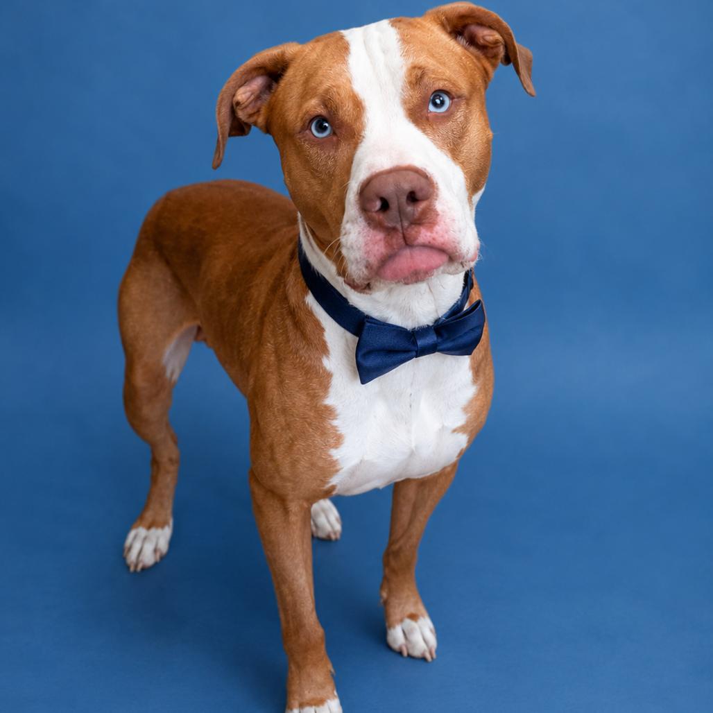 Tuck, a Adoptable mixed breed in Binghamton, NY image 3/4