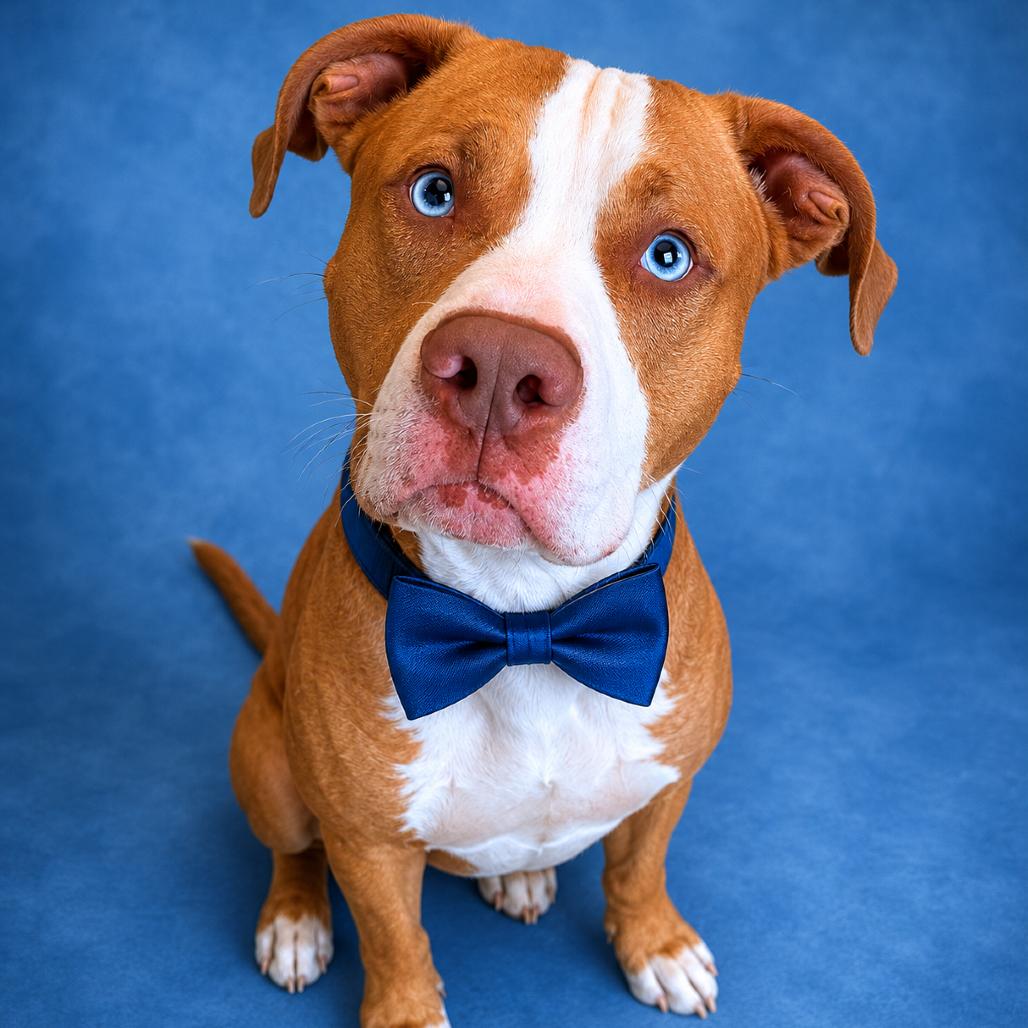 Tuck, a Adoptable mixed breed in Binghamton, NY image 4/4