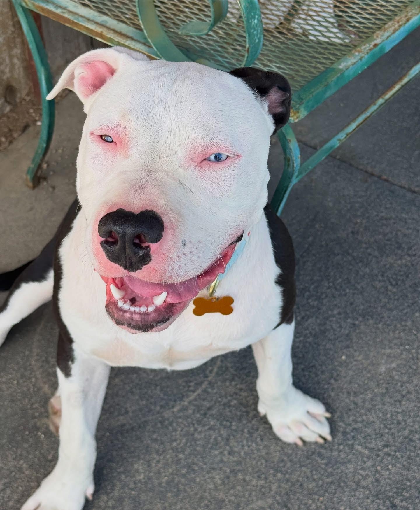 Enlarge Denim Blue- ADOPT Me!!, a ADOPTABLE mixed breed in Redondo Beach, CA image 3/4