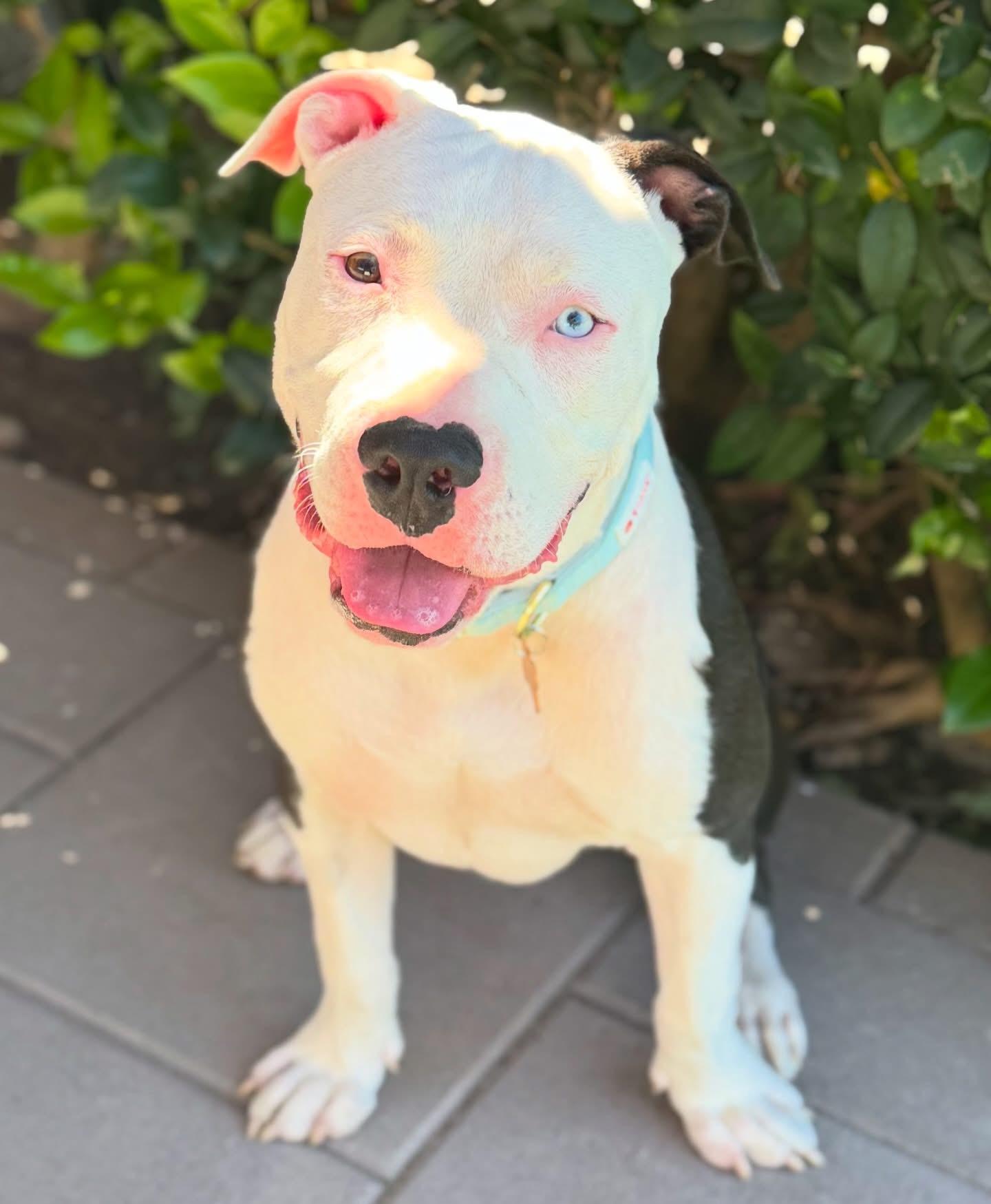 Enlarge Denim Blue- ADOPT Me!!, a ADOPTABLE mixed breed in Redondo Beach, CA image 2/4