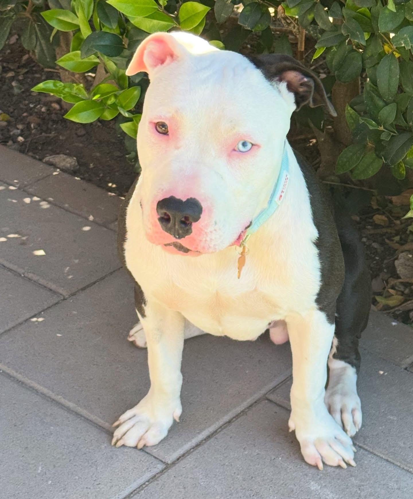Enlarge Denim Blue- ADOPT Me!!, a ADOPTABLE mixed breed in Redondo Beach, CA image 4/4