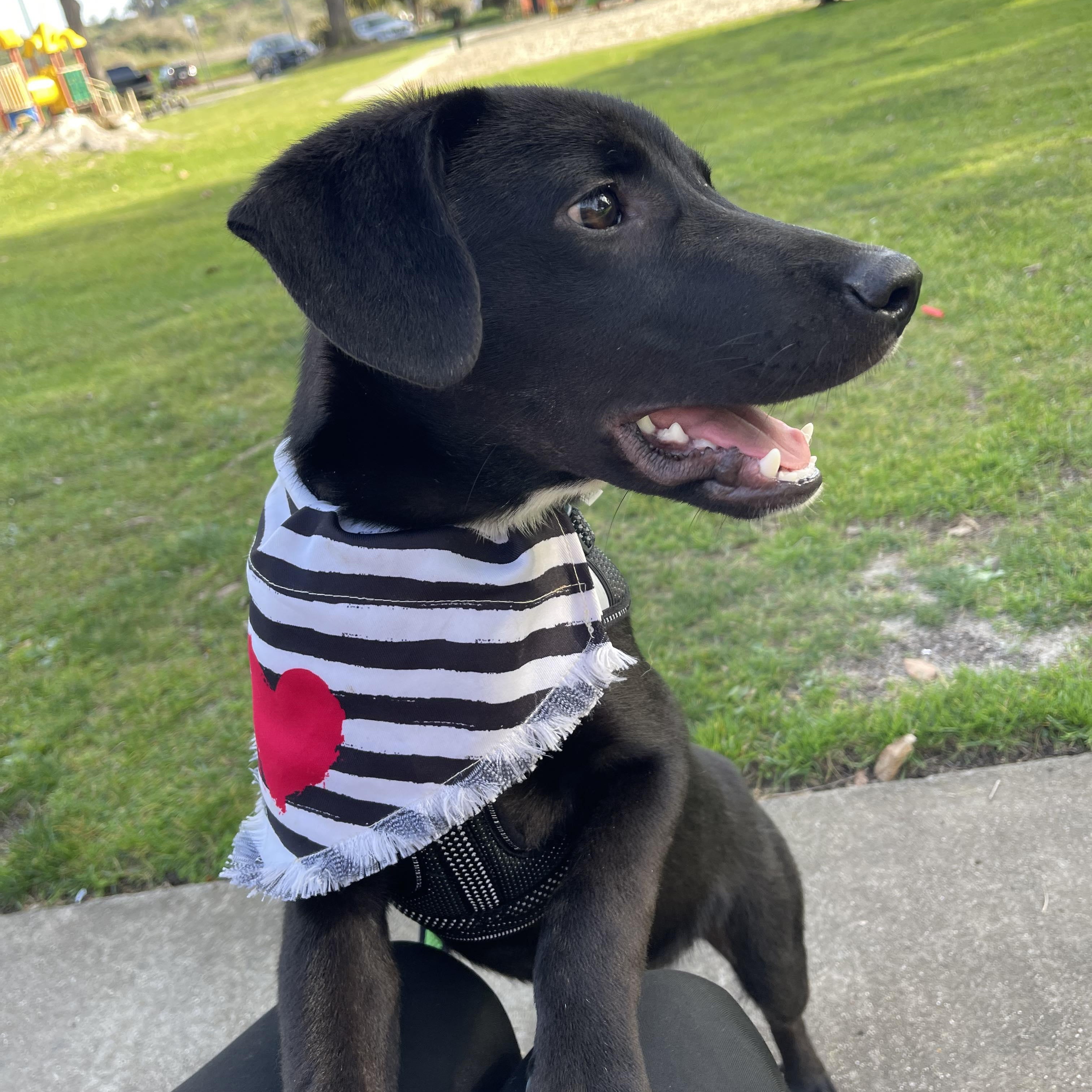 BENITO 7 months 30 pounds, a Adoptable mixed breed in san diego, CA image 4/6