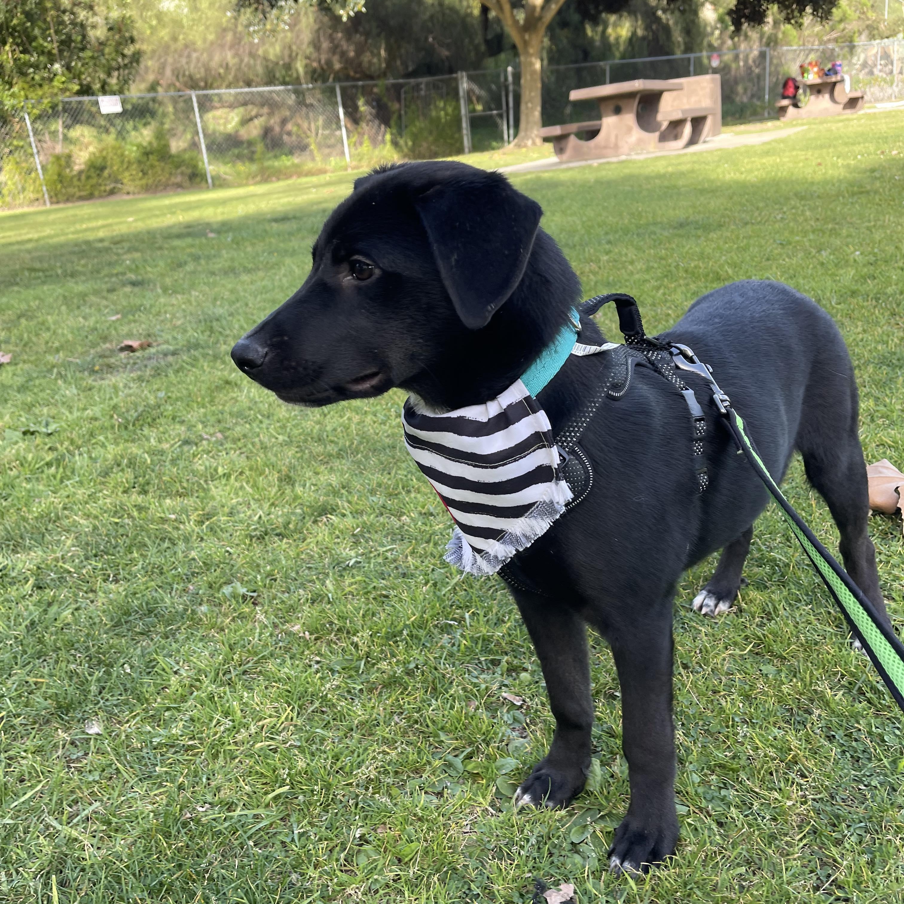 BENITO 7 months 30 pounds, a Adoptable mixed breed in san diego, CA image 2/6