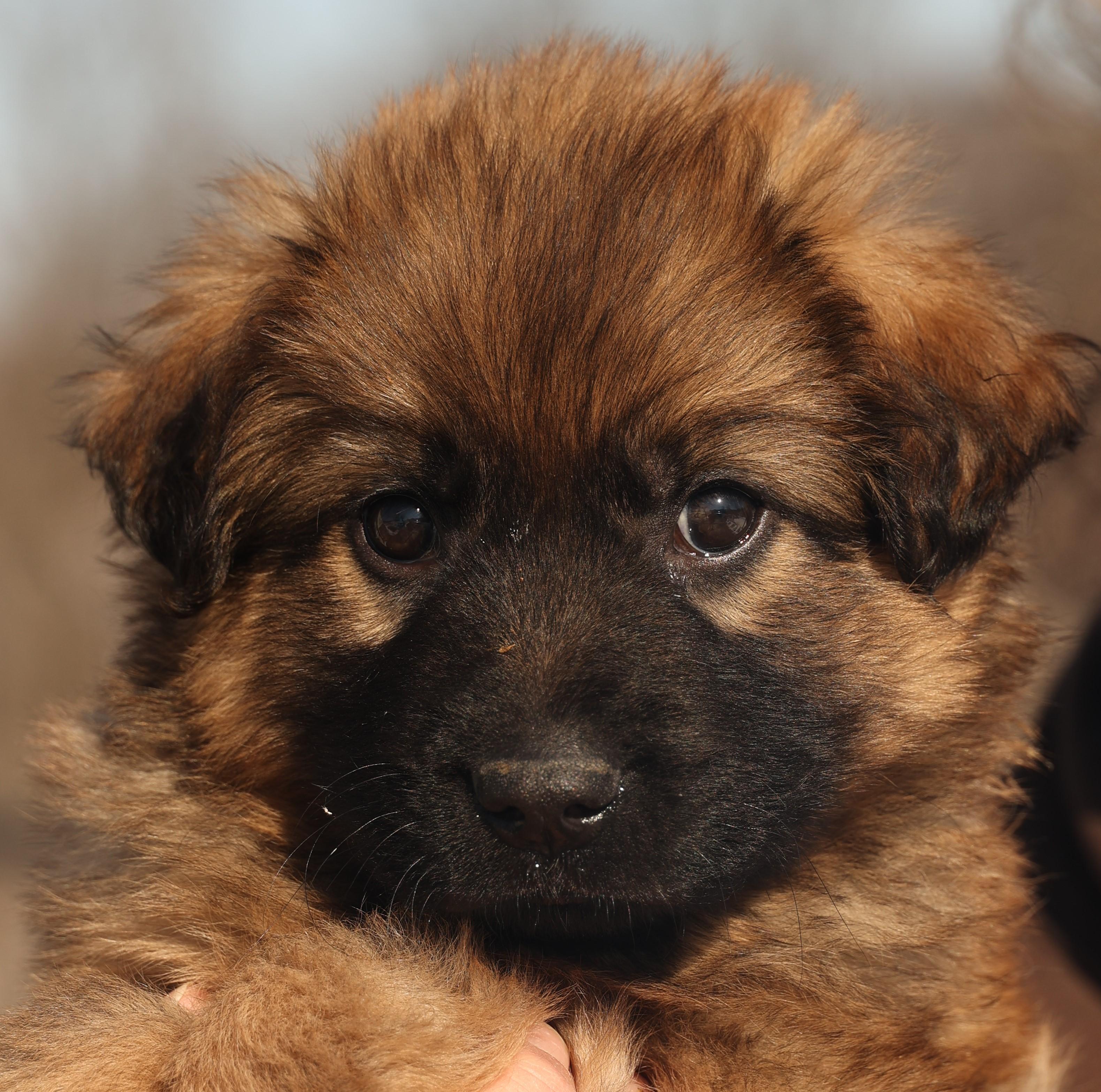 2026Floyd, adopted, Puppy Male Shepherd & Australian Cattle Dog / Blue Heeler.