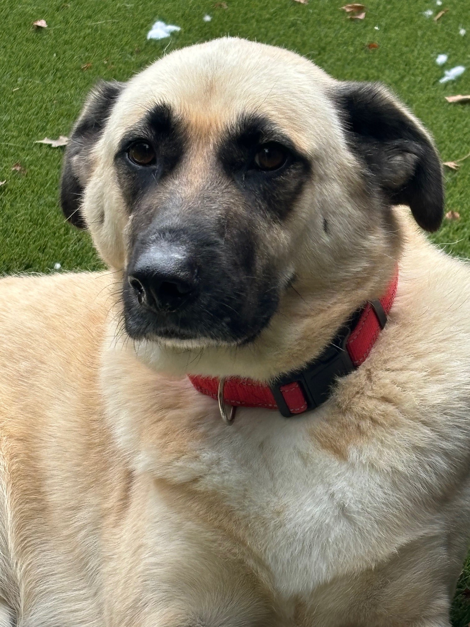 Frank, a Adopted mixed breed in Plymouth, MA image 1/4