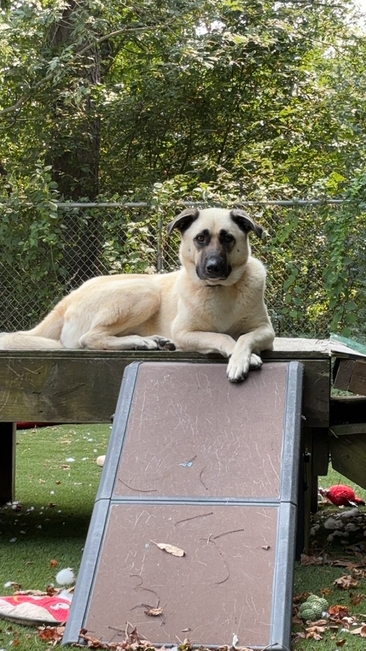 Frank, a Adopted mixed breed in Plymouth, MA image 4/4
