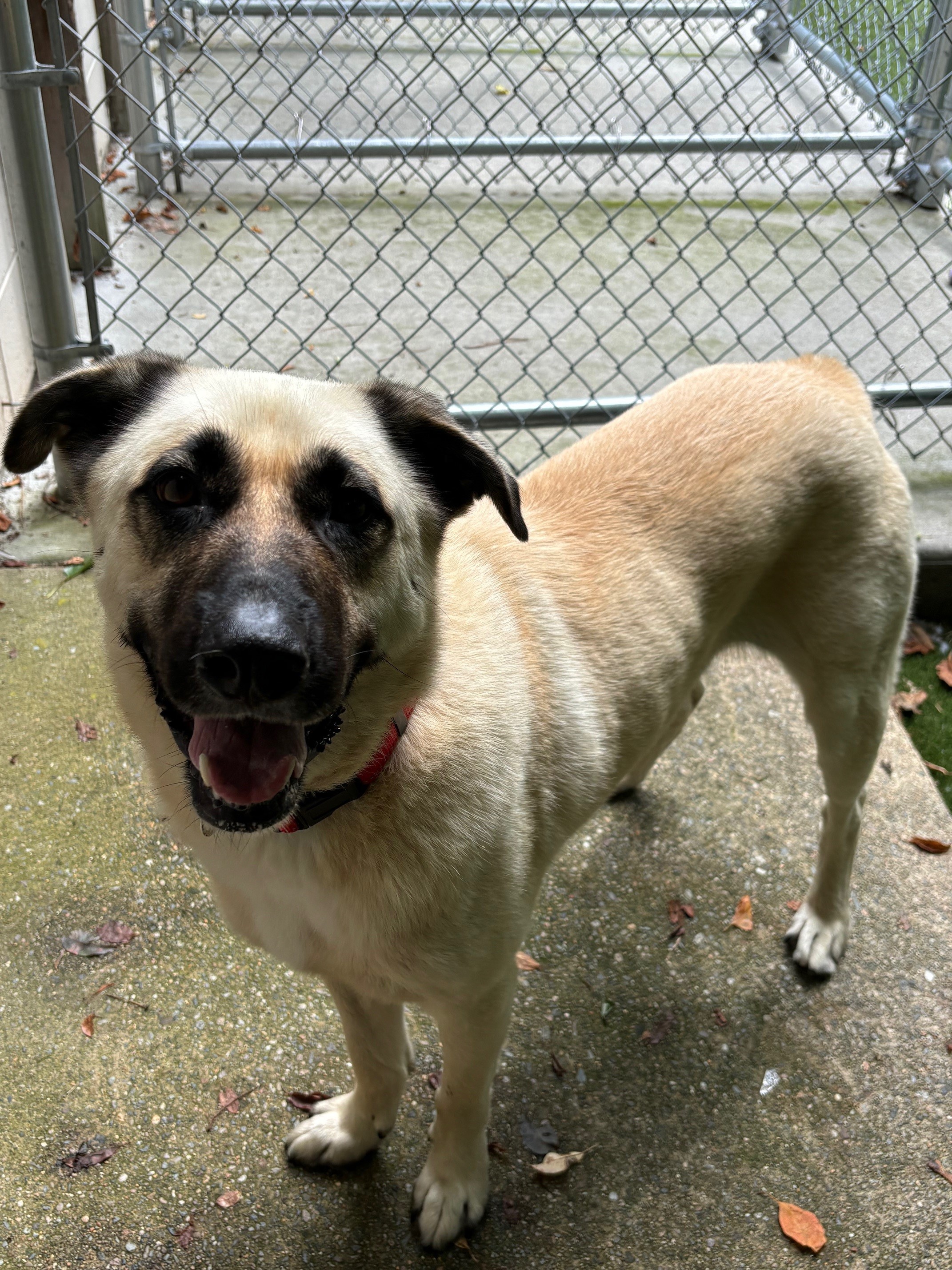 Frank, Adopted, Adult Male Shepherd.