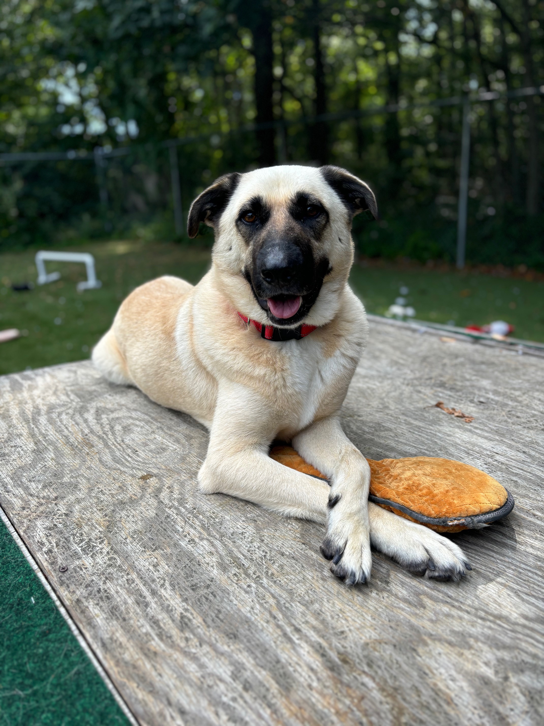 Frank, a Adopted mixed breed in Plymouth, MA image 3/4