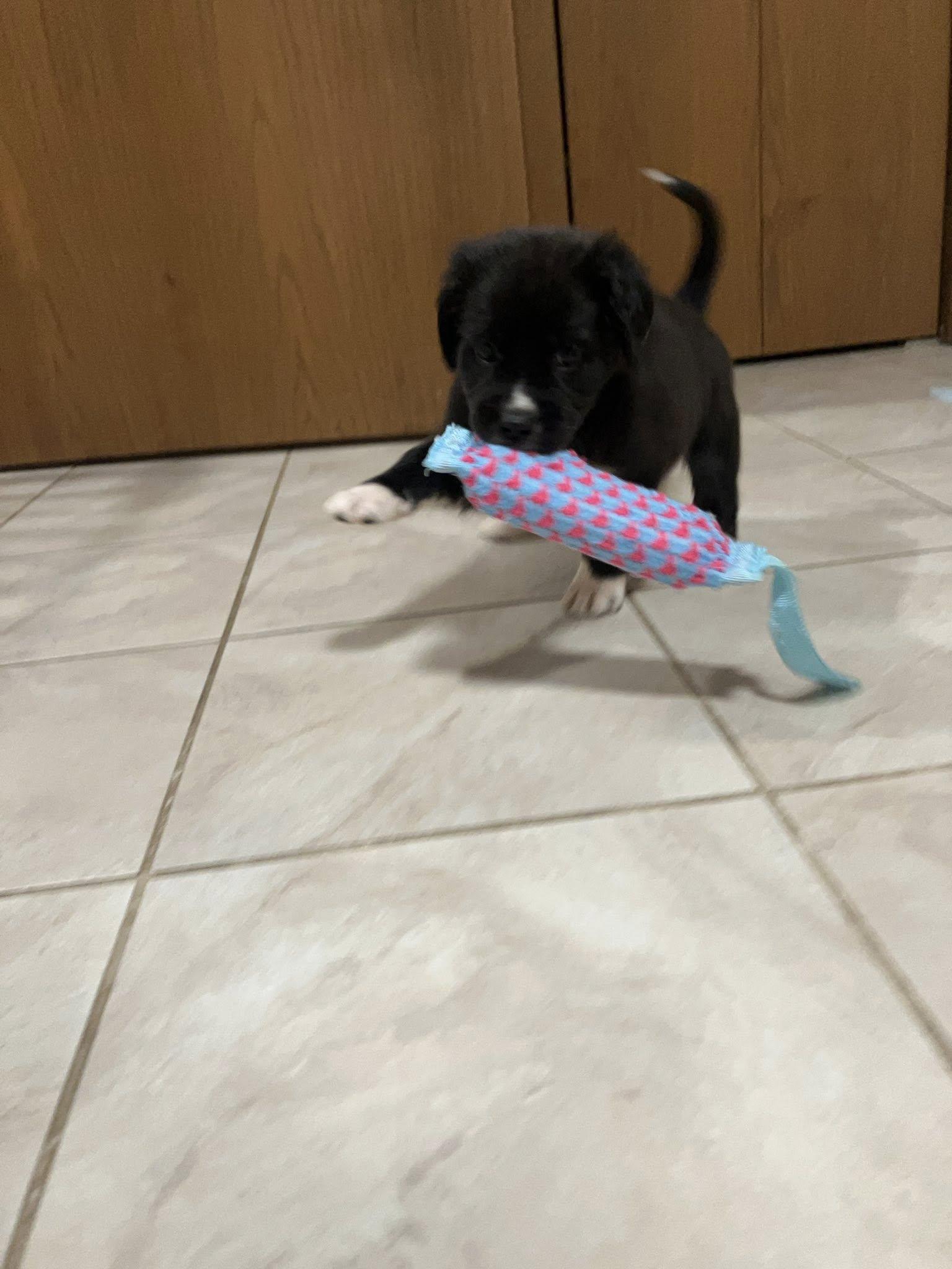 Fiona
