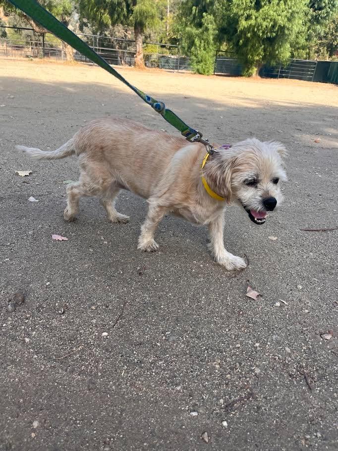 Enlarge Junie, a Adoptable Maltese in Los Angeles, CA image 2/6