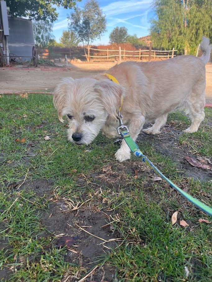 Enlarge Junie, a Adoptable Maltese in Los Angeles, CA image 3/6