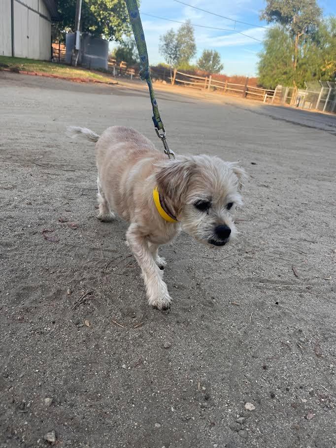 Enlarge Junie, a Adoptable Maltese in Los Angeles, CA image 4/6