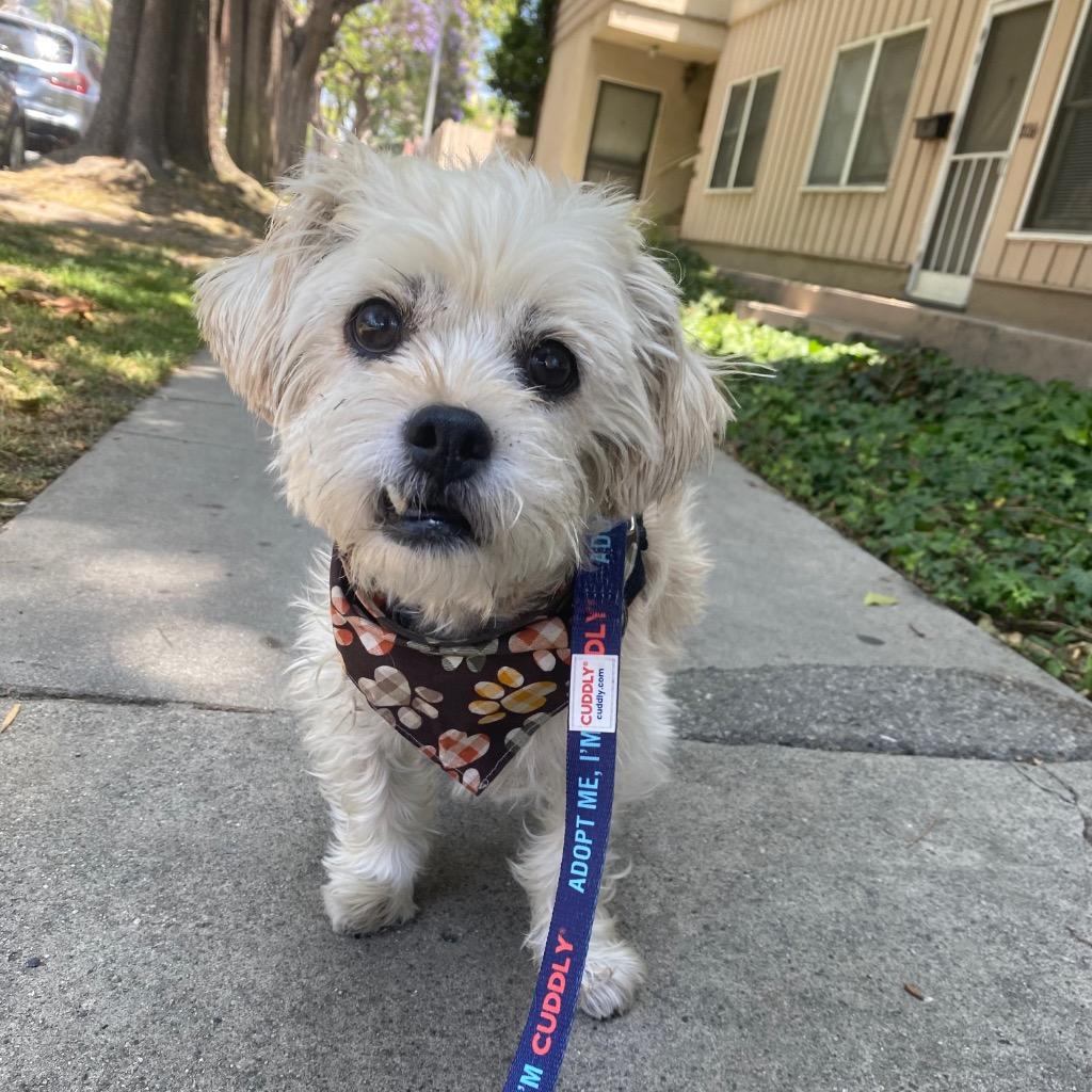 Enlarge Junie, a Adoptable Maltese in Los Angeles, CA image 5/6